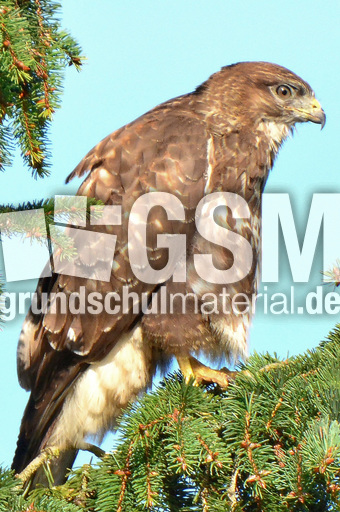 Mäusebussard (9).jpg